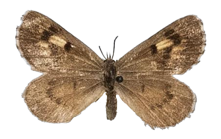 Thestor brachycera brachycerus — LYCAENIDAE/7 MINA AFRIKANSKA LYCAENIDER/Lycaenidae_DTR1178.jpg