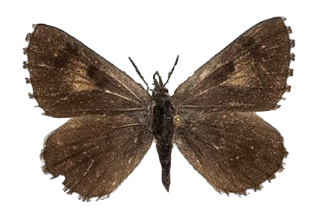 Thestor brachycera dukei — LYCAENIDAE/7 MINA AFRIKANSKA LYCAENIDER/Lycaenidae_DTR1178.jpg