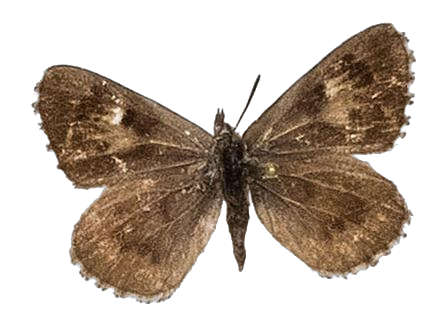 Thestor brachycera dukei — LYCAENIDAE/7 MINA AFRIKANSKA LYCAENIDER/Lycaenidae_DTR1178.jpg