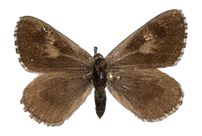 Thestor brachycera dukei — LYCAENIDAE/7 MINA AFRIKANSKA LYCAENIDER/Lycaenidae_DTR1178.jpg