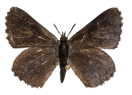 Thestor stepheni — LYCAENIDAE/7 MINA AFRIKANSKA LYCAENIDER/Lycaenidae_DTR1178.jpg