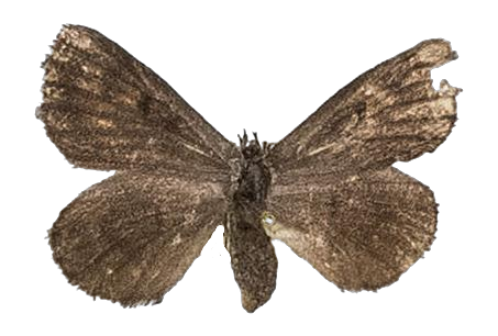 Thestor stepheni — LYCAENIDAE/7 MINA AFRIKANSKA LYCAENIDER/Lycaenidae_DTR1178.jpg