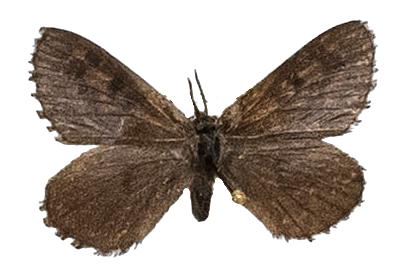 Thestor penningtoni — LYCAENIDAE/7 MINA AFRIKANSKA LYCAENIDER/Lycaenidae_DTR1178.jpg