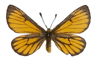 Alaena amazoula amazoula — LYCAENIDAE/7 MINA AFRIKANSKA LYCAENIDER/Lycaenidae_DTR1179.jpg