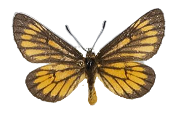 Alaena amazoula amazoula — LYCAENIDAE/7 MINA AFRIKANSKA LYCAENIDER/Lycaenidae_DTR1179.jpg