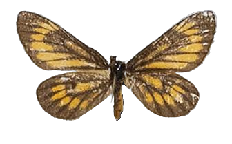 Alaena amazoula amazoula — LYCAENIDAE/7 MINA AFRIKANSKA LYCAENIDER/Lycaenidae_DTR1179.jpg