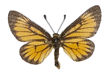 Alaena amazoula ochroma — LYCAENIDAE/7 MINA AFRIKANSKA LYCAENIDER/Lycaenidae_DTR1179.jpg