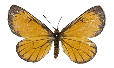 Alaena amazoula ochroma — LYCAENIDAE/7 MINA AFRIKANSKA LYCAENIDER/Lycaenidae_DTR1179.jpg