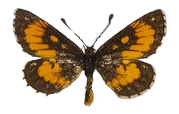Alaena margaritacea — LYCAENIDAE/7 MINA AFRIKANSKA LYCAENIDER/Lycaenidae_DTR1179.jpg