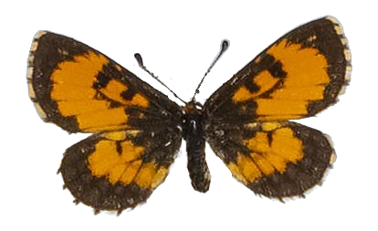 Alaena margaritacea — LYCAENIDAE/7 MINA AFRIKANSKA LYCAENIDER/Lycaenidae_DTR1179.jpg