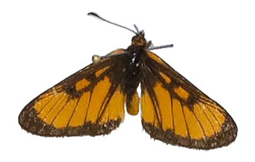 Alaena aurantiaca — LYCAENIDAE/7 MINA AFRIKANSKA LYCAENIDER/Lycaenidae_DTR1179.jpg