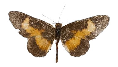 Alaena picata picata — LYCAENIDAE/7 MINA AFRIKANSKA LYCAENIDER/Lycaenidae_DTR1179.jpg