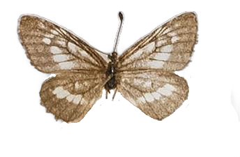Alaena johanna tsavoa — LYCAENIDAE/7 MINA AFRIKANSKA LYCAENIDER/Lycaenidae_DTR1179.jpg