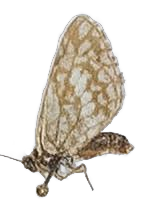 Alaena johanna tsavoa — LYCAENIDAE/7 MINA AFRIKANSKA LYCAENIDER/Lycaenidae_DTR1179.jpg