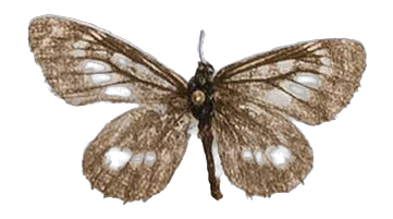 Alaena johanna kiellandi — LYCAENIDAE/7 MINA AFRIKANSKA LYCAENIDER/Lycaenidae_DTR1179.jpg