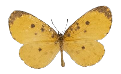 Pentila umangiana — LYCAENIDAE/7 MINA AFRIKANSKA LYCAENIDER/Lycaenidae_DTR1179.jpg