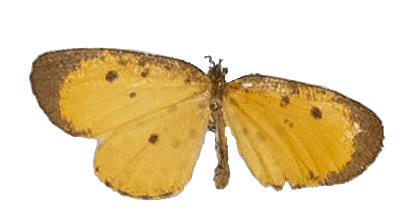 Pentila umangiana — LYCAENIDAE/7 MINA AFRIKANSKA LYCAENIDER/Lycaenidae_DTR1179.jpg