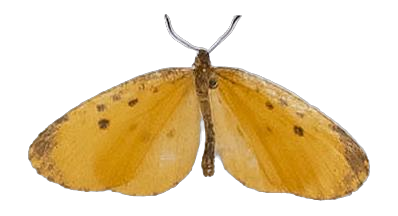 Pentila umangiana — LYCAENIDAE/7 MINA AFRIKANSKA LYCAENIDER/Lycaenidae_DTR1179.jpg