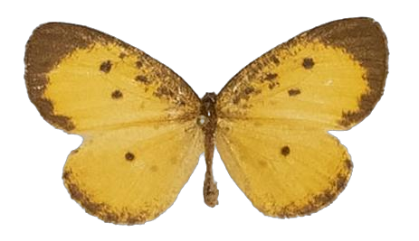 Pentila inconspicua — LYCAENIDAE/7 MINA AFRIKANSKA LYCAENIDER/Lycaenidae_DTR1179.jpg