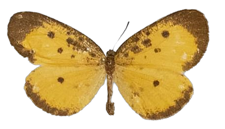 Pentila inconspicua — LYCAENIDAE/7 MINA AFRIKANSKA LYCAENIDER/Lycaenidae_DTR1179.jpg