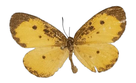 Pentila inconspicua — LYCAENIDAE/7 MINA AFRIKANSKA LYCAENIDER/Lycaenidae_DTR1179.jpg