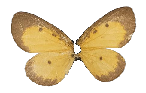 Pentila inconspicua — LYCAENIDAE/7 MINA AFRIKANSKA LYCAENIDER/Lycaenidae_DTR1179.jpg