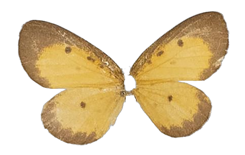 Pentila inconspicua — LYCAENIDAE/7 MINA AFRIKANSKA LYCAENIDER/Lycaenidae_DTR1179.jpg