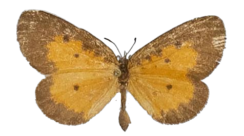Pentila inconspicua — LYCAENIDAE/7 MINA AFRIKANSKA LYCAENIDER/Lycaenidae_DTR1179.jpg