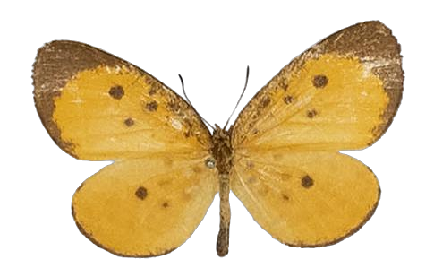Pentila inconspicua — LYCAENIDAE/7 MINA AFRIKANSKA LYCAENIDER/Lycaenidae_DTR1179.jpg
