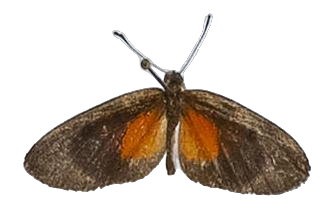 Ptelina carnuta parva — LYCAENIDAE/7 MINA AFRIKANSKA LYCAENIDER/Lycaenidae_DTR1179.jpg