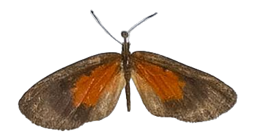 Ptelina carnuta parva — LYCAENIDAE/7 MINA AFRIKANSKA LYCAENIDER/Lycaenidae_DTR1179.jpg