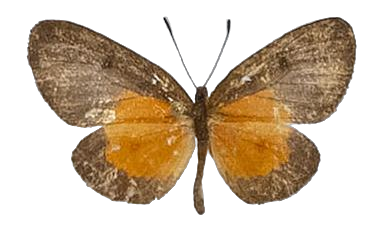 Ptelina carnuta parva — LYCAENIDAE/7 MINA AFRIKANSKA LYCAENIDER/Lycaenidae_DTR1179.jpg