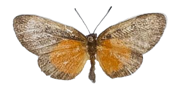 Ptelina carnuta carnuta — LYCAENIDAE/7 MINA AFRIKANSKA LYCAENIDER/Lycaenidae_DTR1179.jpg