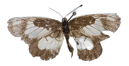 Alaena nyassa nyassa — LYCAENIDAE/7 MINA AFRIKANSKA LYCAENIDER/Lycaenidae_DTR1179.jpg