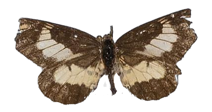 Alaena nyassa nyassa — LYCAENIDAE/7 MINA AFRIKANSKA LYCAENIDER/Lycaenidae_DTR1179.jpg