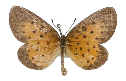 Pentila tropicalis — LYCAENIDAE/7 MINA AFRIKANSKA LYCAENIDER/Lycaenidae_DTR1179.jpg