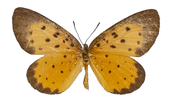 Pentila tropicalis — LYCAENIDAE/7 MINA AFRIKANSKA LYCAENIDER/Lycaenidae_DTR1179.jpg
