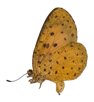 Pentila tropicalis — LYCAENIDAE/7 MINA AFRIKANSKA LYCAENIDER/Lycaenidae_DTR1179.jpg