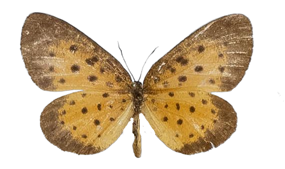 Pentila tropicalis — LYCAENIDAE/7 MINA AFRIKANSKA LYCAENIDER/Lycaenidae_DTR1179.jpg