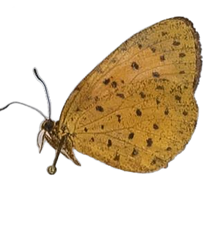 Pentila tropicalis — LYCAENIDAE/7 MINA AFRIKANSKA LYCAENIDER/Lycaenidae_DTR1179.jpg