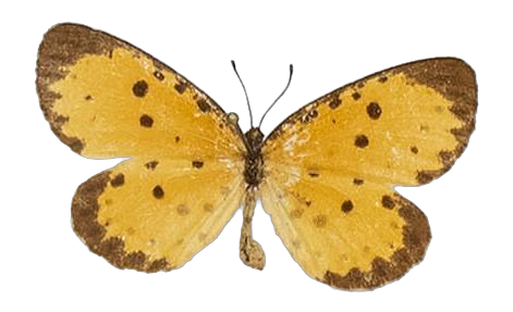 Pentila tropicalis mombasae — LYCAENIDAE/7 MINA AFRIKANSKA LYCAENIDER/Lycaenidae_DTR1179.jpg