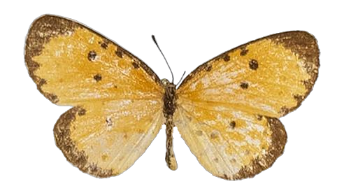 Pentila tropicalis mombasae — LYCAENIDAE/7 MINA AFRIKANSKA LYCAENIDER/Lycaenidae_DTR1179.jpg