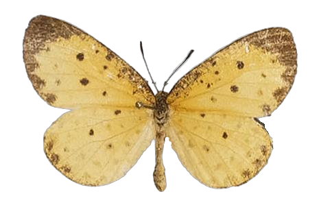 Pentila tropicalis mombasae — LYCAENIDAE/7 MINA AFRIKANSKA LYCAENIDER/Lycaenidae_DTR1179.jpg