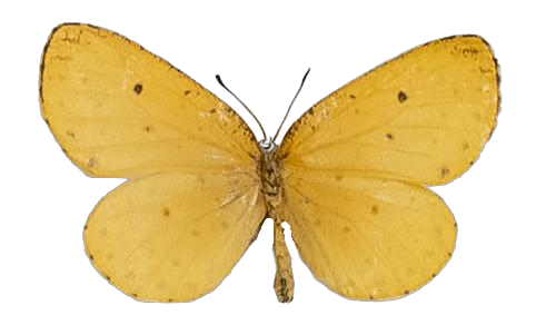 Pentila tropicalis mombasae — LYCAENIDAE/7 MINA AFRIKANSKA LYCAENIDER/Lycaenidae_DTR1179.jpg
