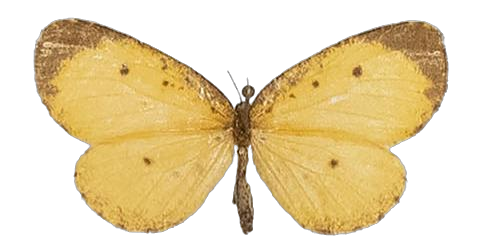 Pentila tropicalis mombasae — LYCAENIDAE/7 MINA AFRIKANSKA LYCAENIDER/Lycaenidae_DTR1179.jpg