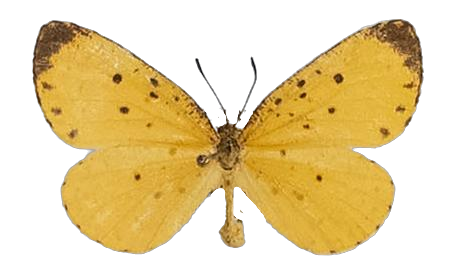 Pentila tropicalis tropicalis — LYCAENIDAE/7 MINA AFRIKANSKA LYCAENIDER/Lycaenidae_DTR1179.jpg