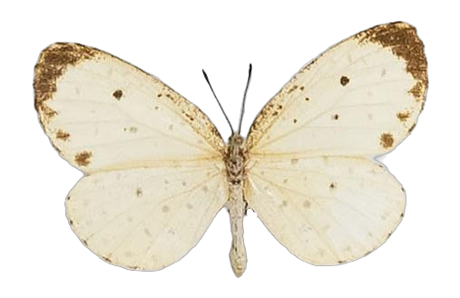 Pentila tropicalis tropicalis — LYCAENIDAE/7 MINA AFRIKANSKA LYCAENIDER/Lycaenidae_DTR1179.jpg