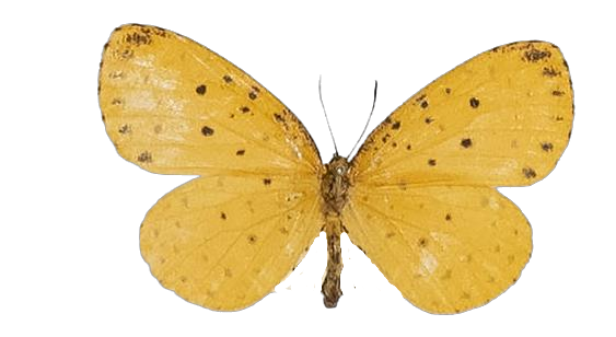 Pentila tropicalis tropicalis — LYCAENIDAE/7 MINA AFRIKANSKA LYCAENIDER/Lycaenidae_DTR1179.jpg