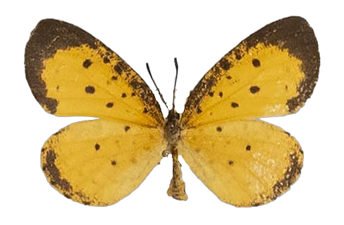 Pentila tropicalis swynnertoni — LYCAENIDAE/7 MINA AFRIKANSKA LYCAENIDER/Lycaenidae_DTR1179.jpg