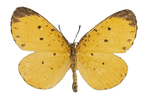 Pentila tropicalis swynnertoni — LYCAENIDAE/7 MINA AFRIKANSKA LYCAENIDER/Lycaenidae_DTR1179.jpg